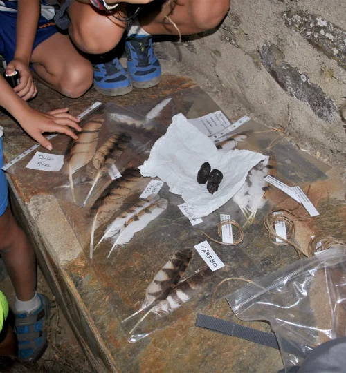 Actividad con plumas